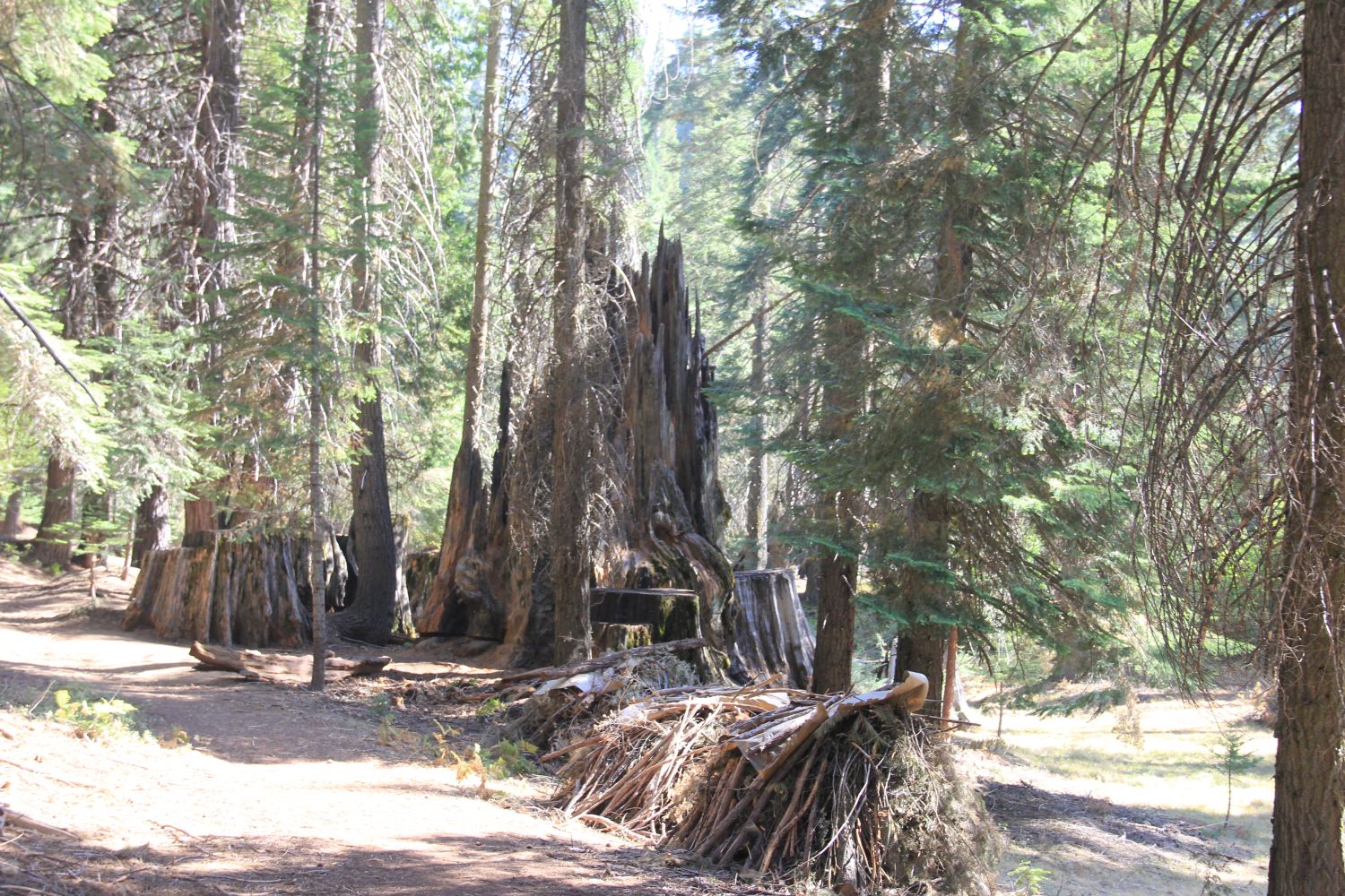 Big Stump Hike 